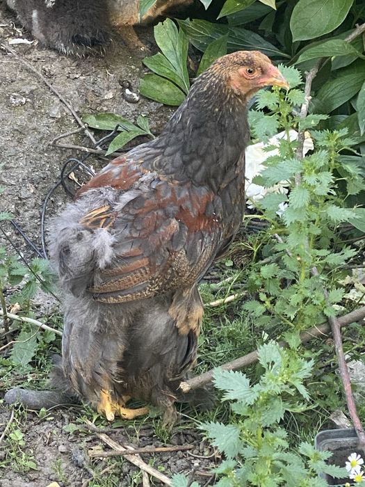 Пара курчат брама куріпчата