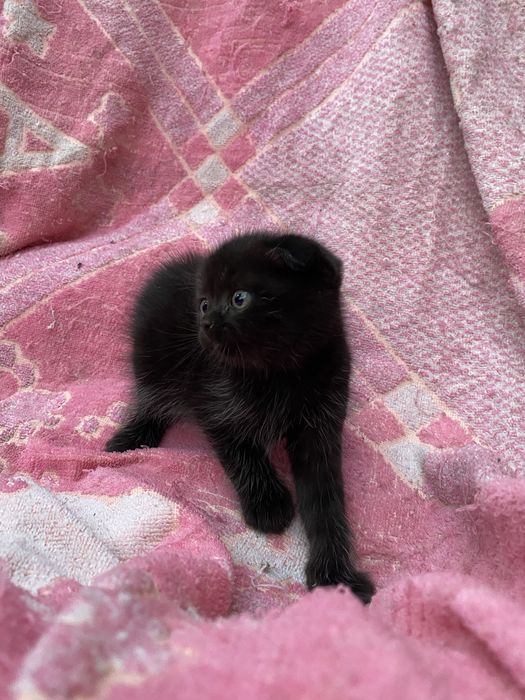 шотландський вислоухий