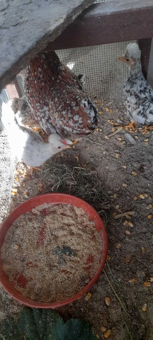 Garnizos adultos e novas