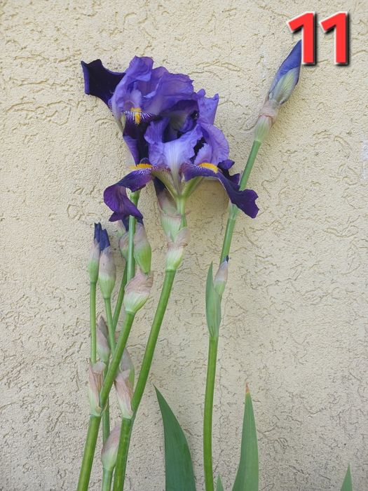 Іриси (13 сортів)
