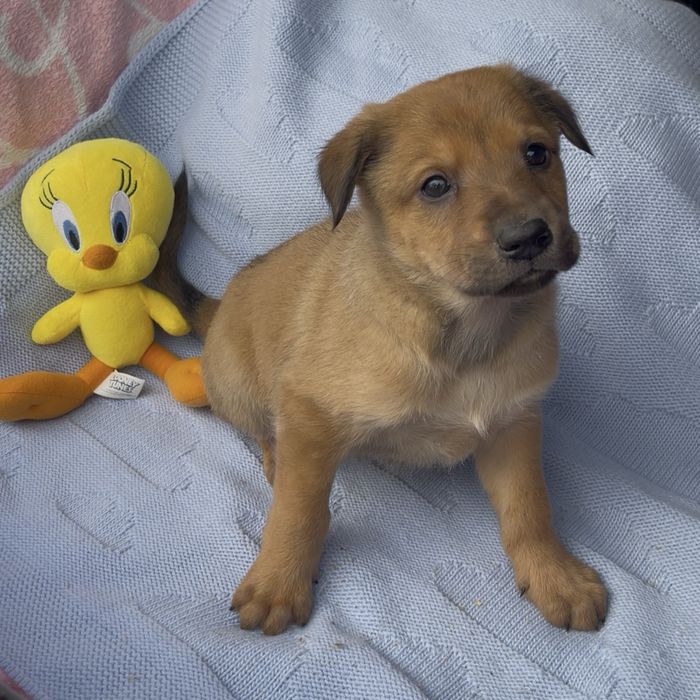 Цуценятка безкоштовно у відповідальні руки