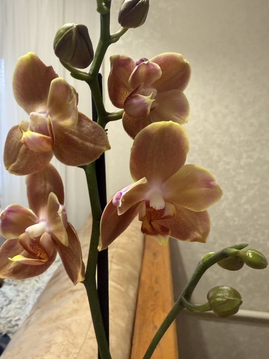 Брион орхідея воскові квитки плотні в бутонах