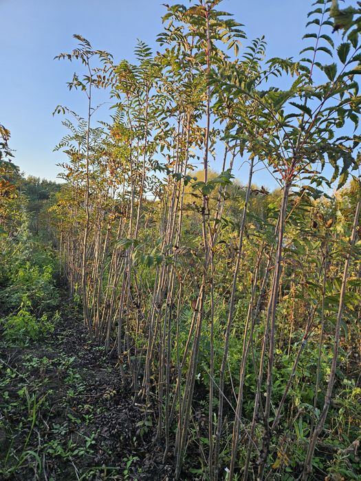 Jarzębina czerwona sadzonki