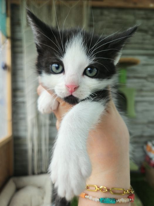 Kocięta do adopcji