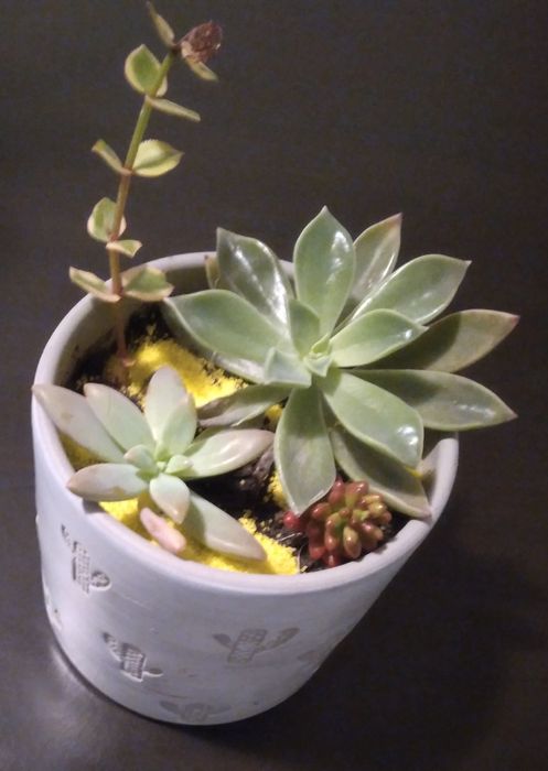 Vaso por apenas 6€. Linda oferta.