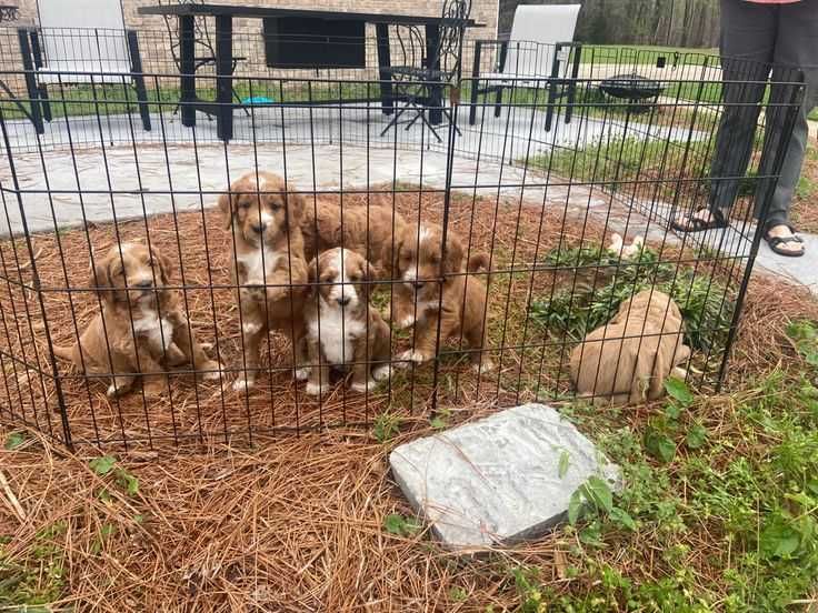 Клетка 180х60х76 манеж с дверкой  8-секций клітка для щенков собак