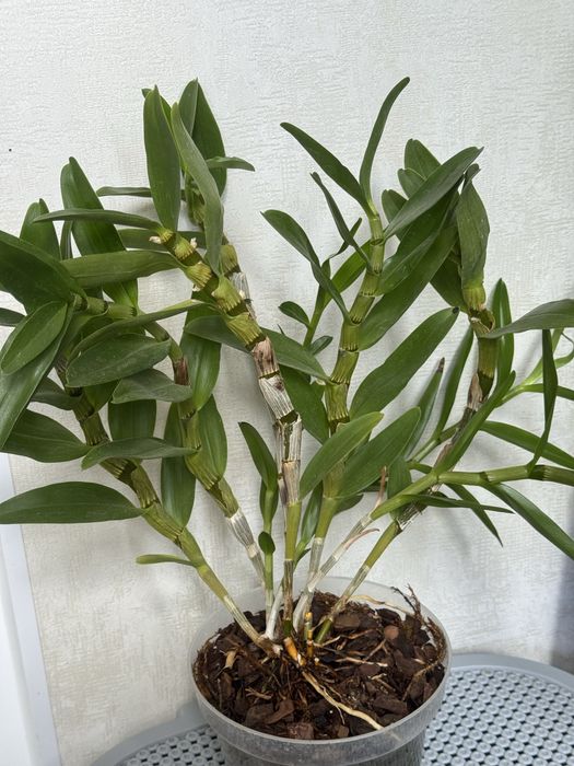 Орхидея дендробиум