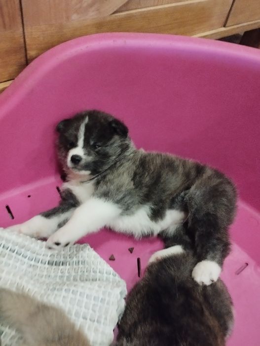 Akita inu japonesa c/ lop pedigree fci