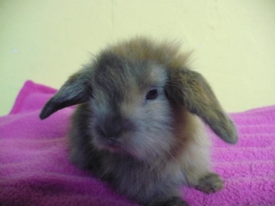 Królik miniaturowy Baranek