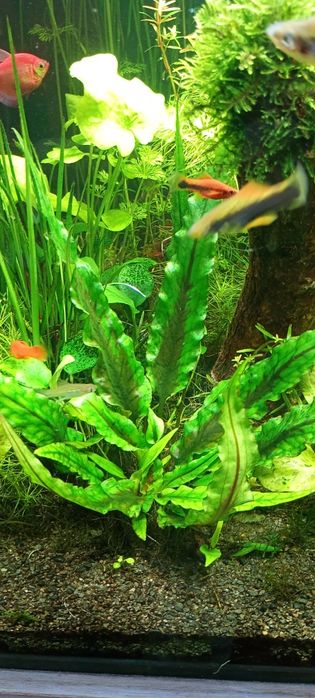 Cryptocoryne  Wendtii -Green i Brown