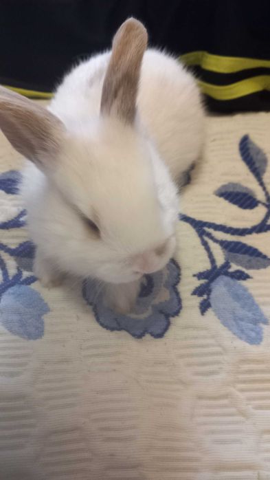 Animais de estimação