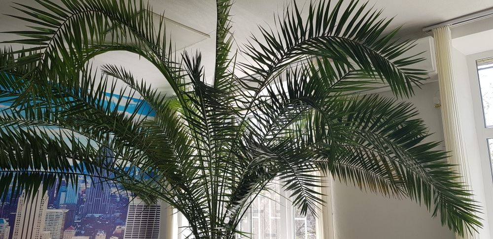 Пальма финиковая королевская 3м