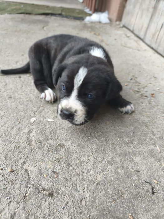 Oddam za darmo  pieska