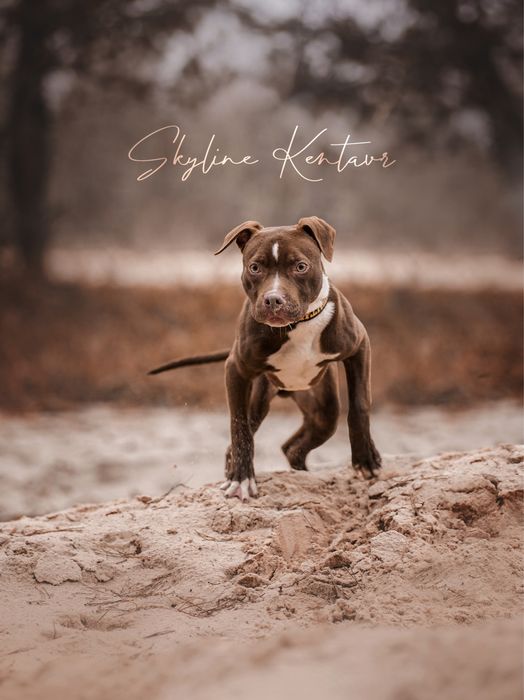 Імпортний пес з Італії розплідник Skyline