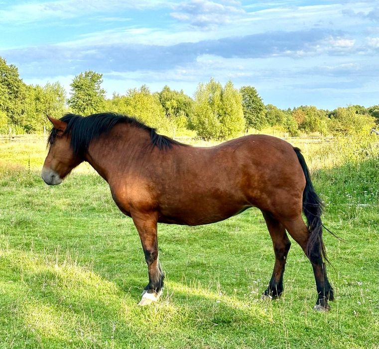 Кобила олександрійський породи