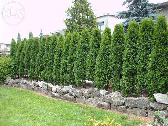 Thuja Tuja Smaragd doniczka p9 wysokośc ok.20 cm Tanio Szybka wysyłka