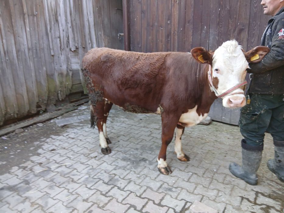 Sprzedam dwie jalowki