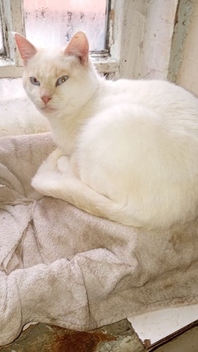 Отдам в хорошие руки