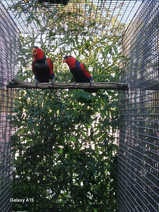 Vendo casal de lori lori adultos
