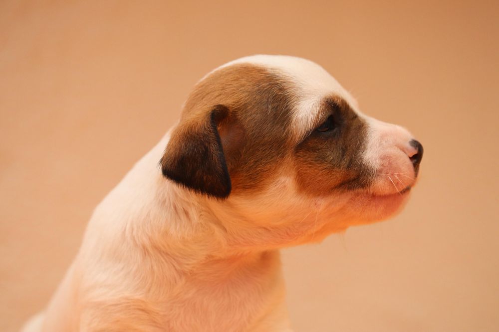 Macho Jack Russell Terrier