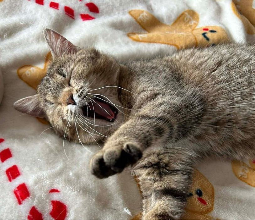 6 miesieczna kotka szuka domu