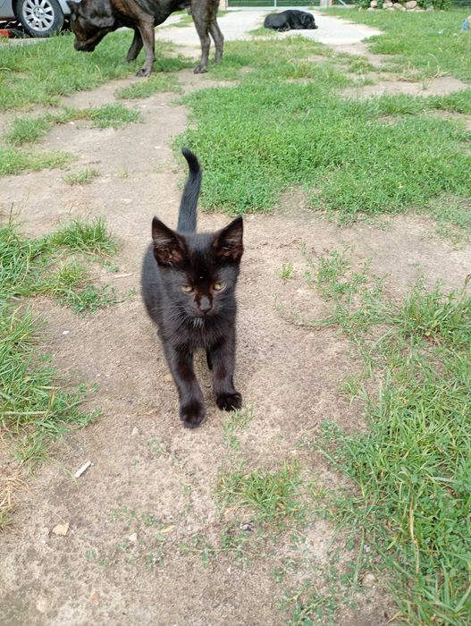 Kotek do adopcji