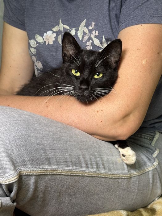 Подарю  молодую кошечку