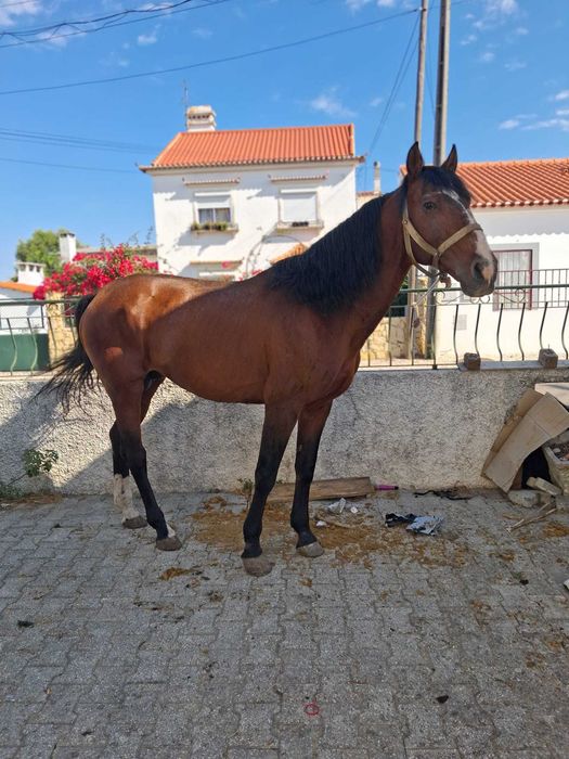 Vendo cavalo lusitano inteiro