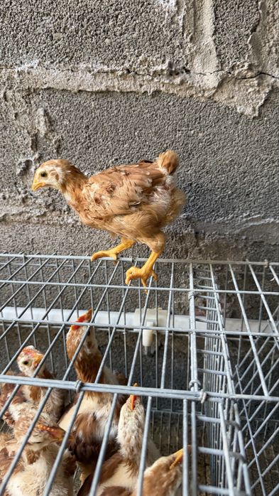 Vendo Pintos de Amarela portuguesa, pedres, branca, leghorn perdiz