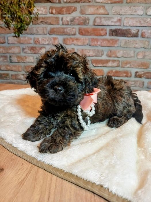 Maltipoo-Havapoo f1 sunia o imieniu Barbi tricolor