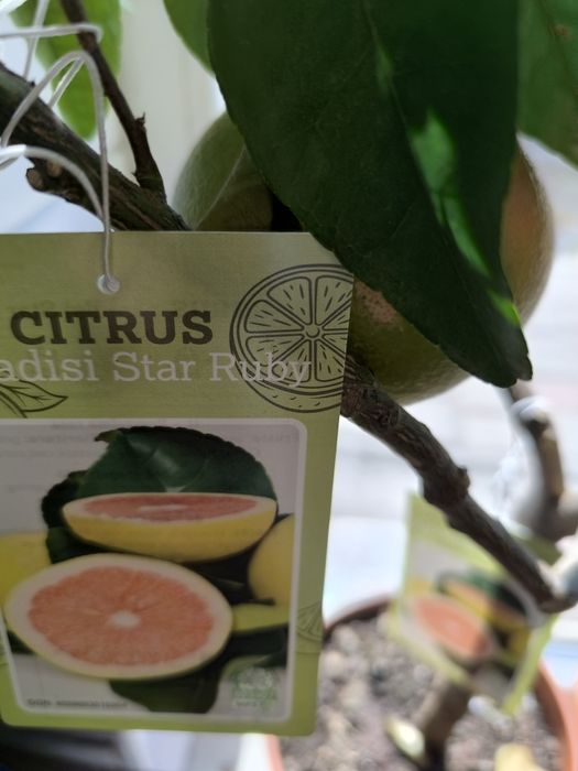 Помпезные цитрусовые растения: грейпфрут с плодами