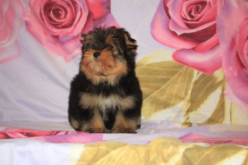 Йоркшата дівчата вік від 2 місяці.
