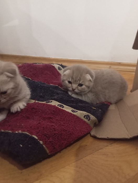 Шотландські висловухі кошенята