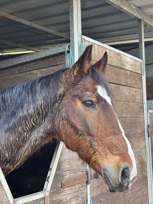 Dois cavalos disponiveis