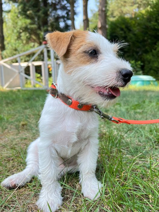 Juck Russell Terrier HODOWLA FCI ZKwP