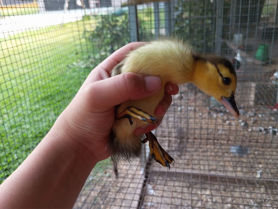 Patinhos mudos varias cores