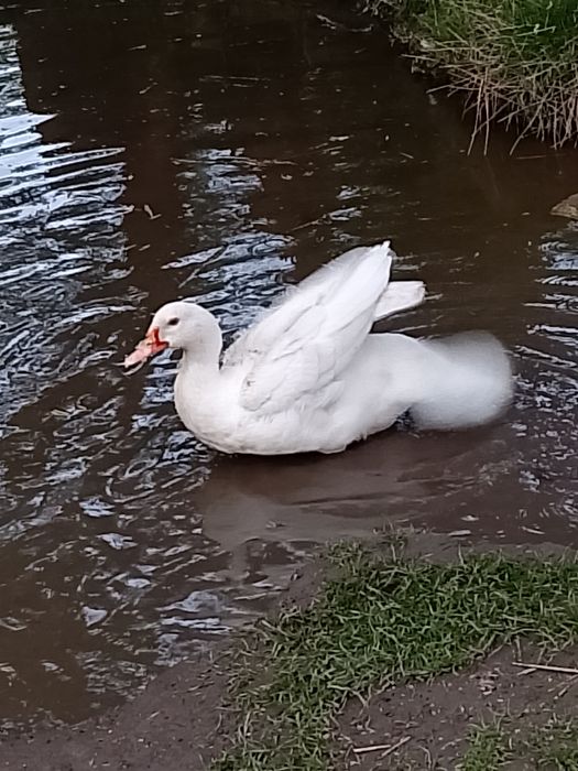Mam na sprzedaż kaczki francuskie