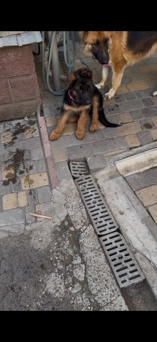 Німецькі вівчарки цуценя