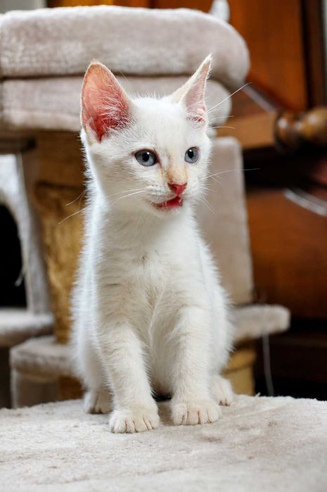 MACHO | Gatinho de olhos azulados disponível para Adoção Responsável