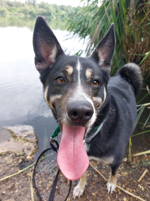 Kto pokocha dorosłego psa? Uroczy mix łajka szuka domu