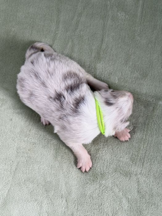 Border collie suczka lilac merle