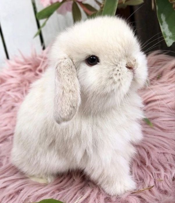 Карликові декоративні кролики міні