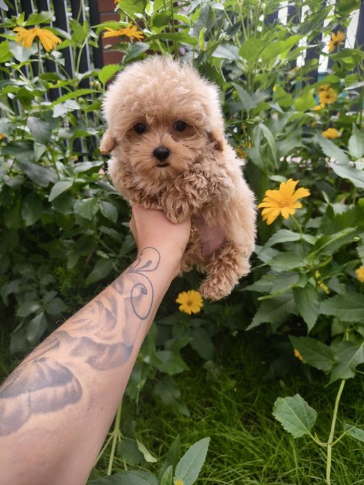 Maltipoo samiec do odbioru !