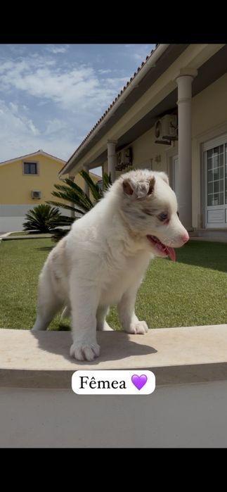 Border collie fêmea