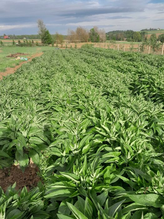 żywokost rosyjski bocking 14 sadzonki sadzonka Żywokostu  uplandicum