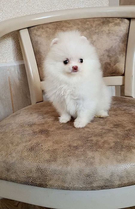 Міні дівчинка померашка