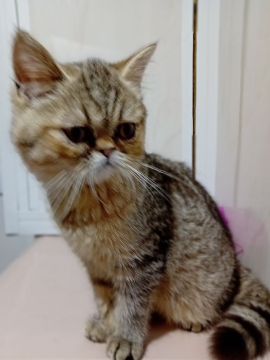 Kotka egzotyczna krótkowłosy Pers