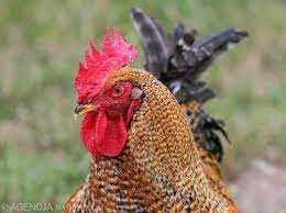 Sprzedam koguty do dalszego chowu lub na rosół