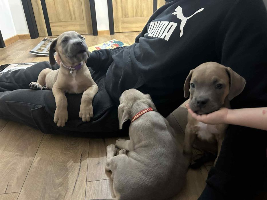 Cane corso Szczeniak Formętino SWKiPR