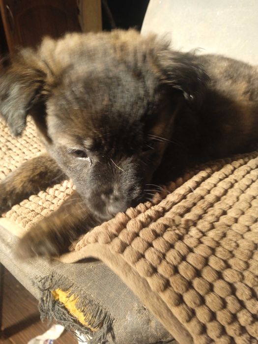 Малховер ( метис ротвейлера и овчарки и)